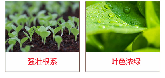 植物营养专家-先丰达_05.jpg