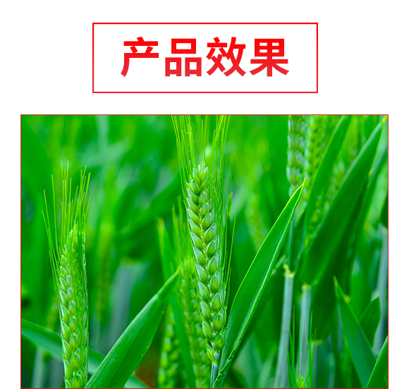 辉县市U北种业有限公?郑品?号_04.jpg