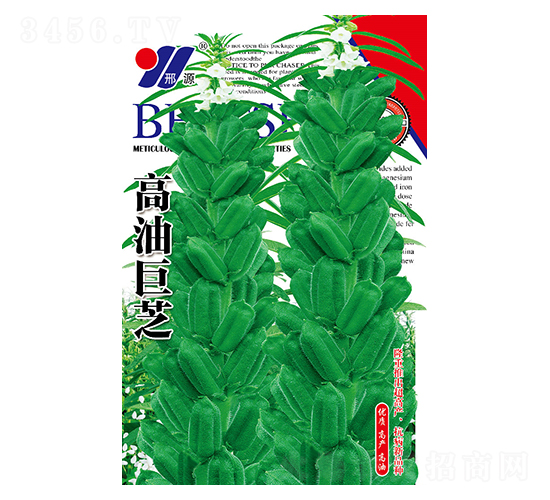 高油巨芝-芝麻種子-邢源農業(yè)