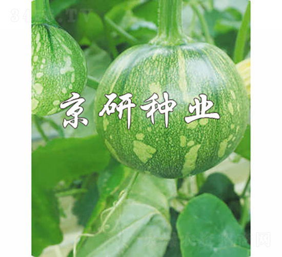 嫩早4號-南瓜種子-京研種業(yè)