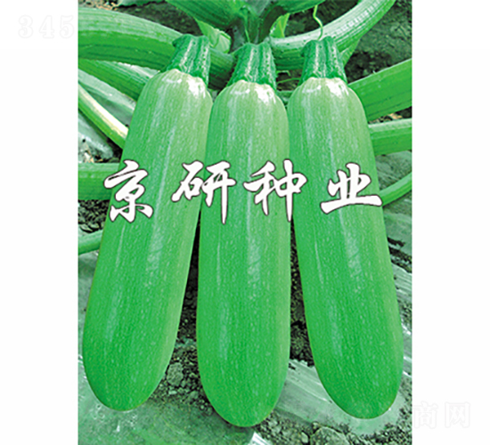 京葫9號(hào)-西葫蘆種子-京研種業(yè)