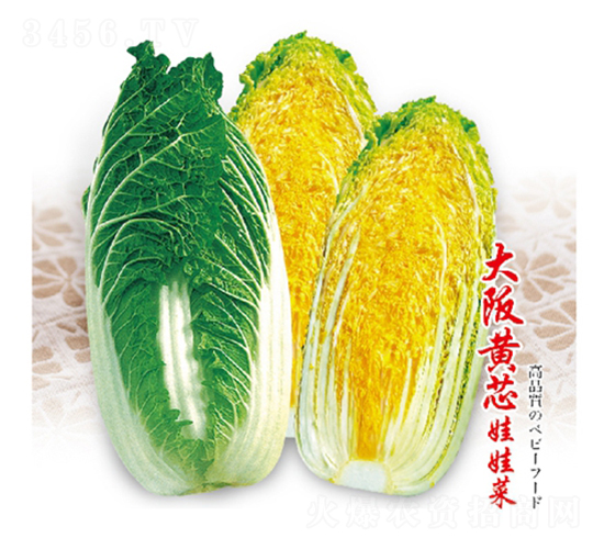 大阪黃芯娃娃菜-娃娃菜種子-金品農(nóng)業(yè)